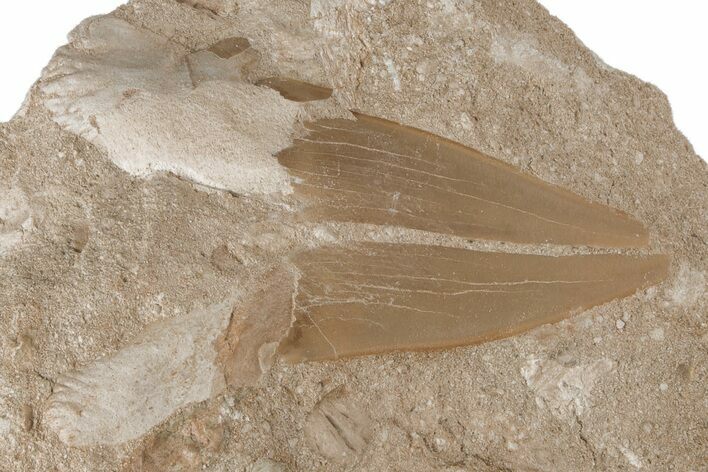 Otodus Shark Tooth Fossil in Rock - Eocene #215655